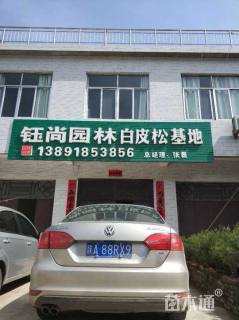 高度300厘米白皮松