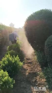 冠幅150厘米小叶女贞球