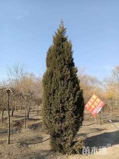 高度700厘米塔柏