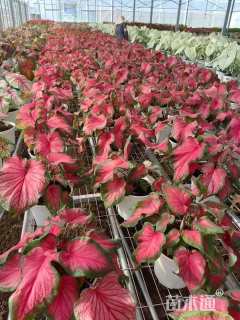 高度20厘米彩叶芋