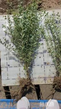 高度50厘米银姬小蜡