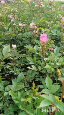 高度30厘米月季