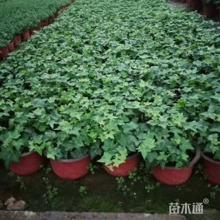 常春藤