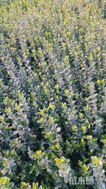 高度30厘米卫矛