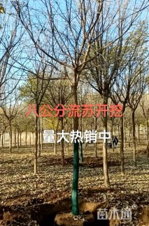 8公分流苏树