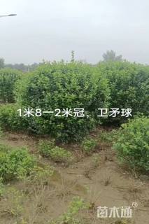 冠幅1.8厘米卫矛球