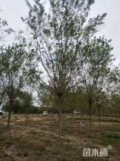 15公分国槐