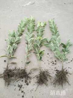 高度30厘米金边黄杨