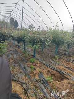 高度100厘米月季