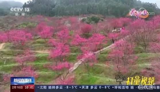 15公分中国红樱花