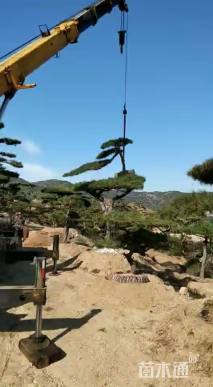 造型松