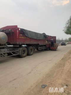 高度10厘米兰花三七草