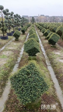 高度50厘米川滇蜡树