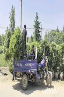 冠幅130厘米卫矛球