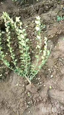 高度40厘米卫矛