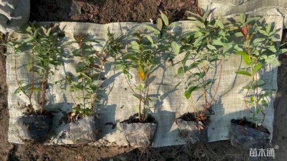 高度45厘米金丝桃