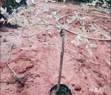 0.3公分锦叶榄仁