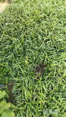 高度20厘米兰花三七草