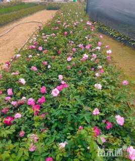 高度30厘米月季