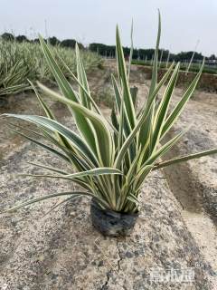 高度45厘米山菅兰