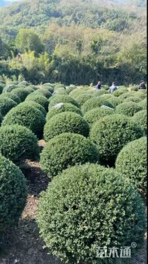 冠幅80厘米龟甲冬青球