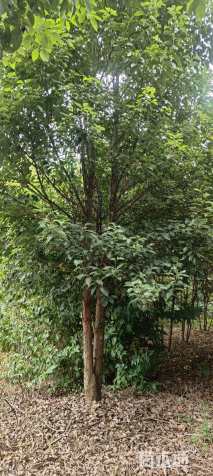 25公分(5杆)丛生香樟