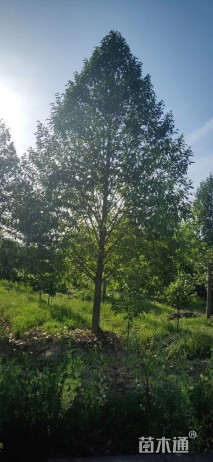 10公分乐昌含笑