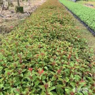 高度20厘米希茉莉