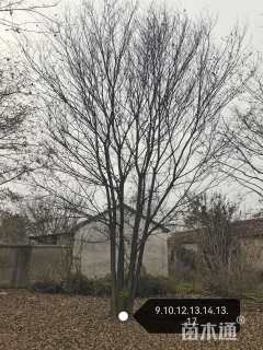 100公分丛生朴树