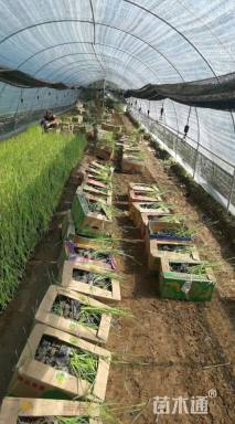 高度80厘米香蒲