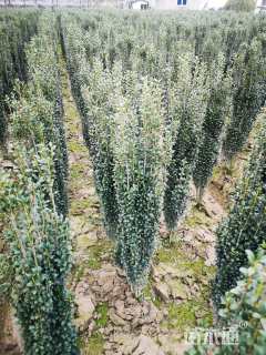 高度100厘米直立冬青