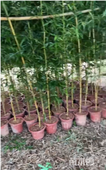 容器苗罗汉竹