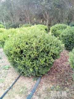 冠幅200厘米瓜子黄杨球