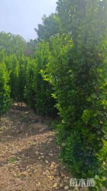 高度100厘米北海道黄杨柱