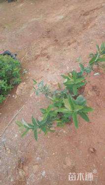 高度25厘米金丝桃