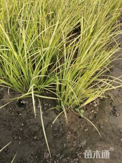 金叶菖蒲