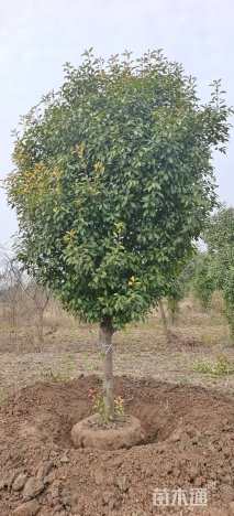 13公分高杆红叶石楠