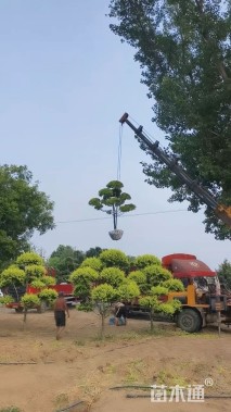 8公分造型金叶榆