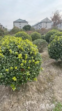 冠幅80厘米无刺枸骨球