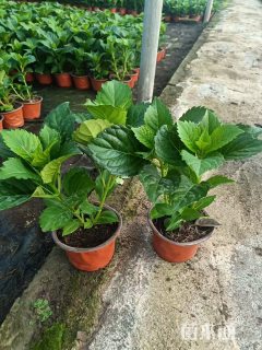 高度20厘米绣球