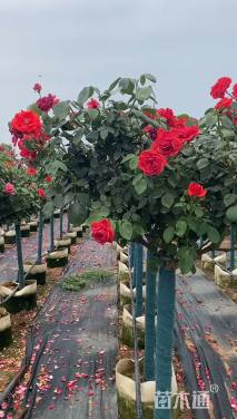 高度150厘米月季