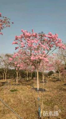 11公分紫花风铃木