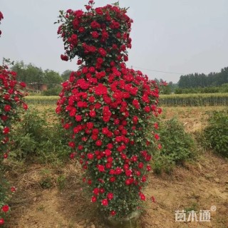 1公分造型金叶榆