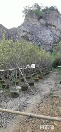 高度120厘米木槿