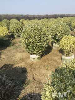 高度120厘米金姬小蜡