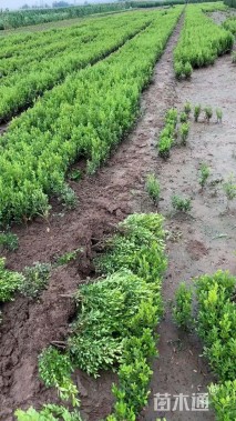 高度40厘米瓜子黄杨