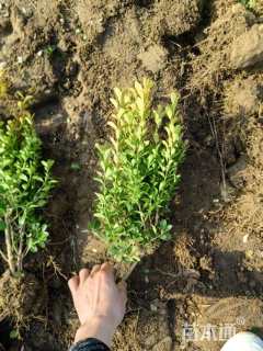 高度30厘米瓜子黄杨