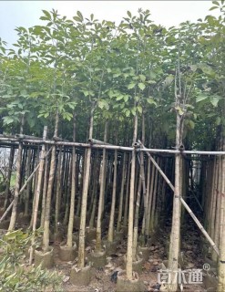 4公分红花风铃木