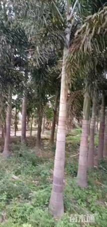 裸干高300厘米狐尾椰