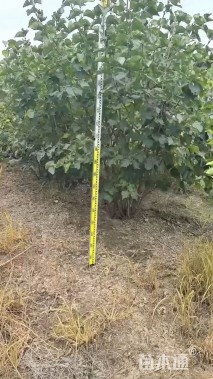 高度250厘米丛生丁香